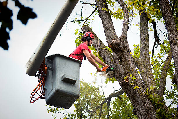 Best Best Tree Removal Services  in Moose Lake, MN